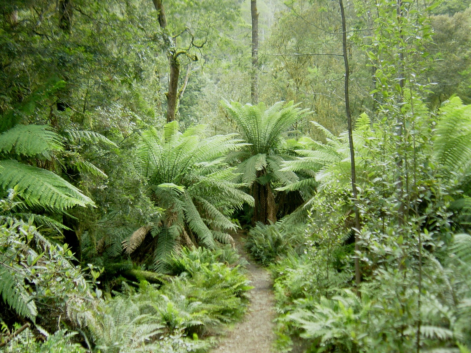 forestry01